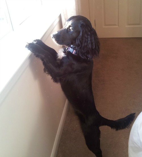 Spaniel Window Sill